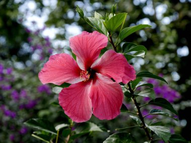 beautiful pink hibiscus flower with bookeh effect, hibiscu rosa sinensis in bloom  clipart