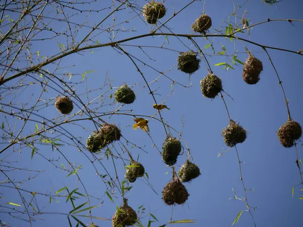 stock image tree branches with nests of village weaver birds, ploceus cucullatus nests