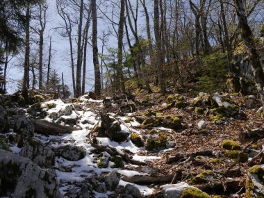 İlkbaharda, yerde, Haute Savoie 'de ormanda taze kar eriyor.