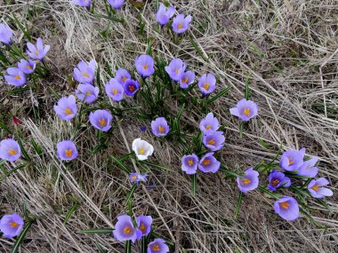 İlkbaharda Fransız Alplerinde kır çiçekleri, beyaz ve mor taç yapraklarıyla. alpine flora