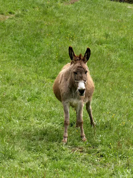 stock image one donkey in green grass field, on its leg, in spring