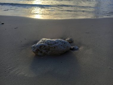 One coral rock on sandy beach in sunset light reflected in the sea water at the edge of the beach clipart