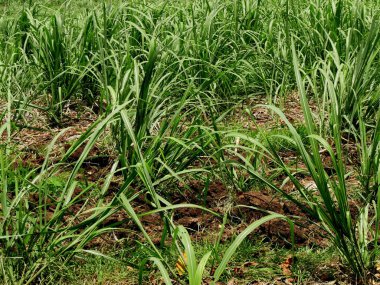 Guadeloupe 'daki tarımsal alanda genç şeker kamışı tarlaları, Fransız antilleri. Saccharum officinarum 'un tropik tarımı