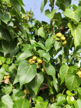 green round fruits on a branch of portia tree, thespesia populnea tree part. Milo tree has medicinal use clipart