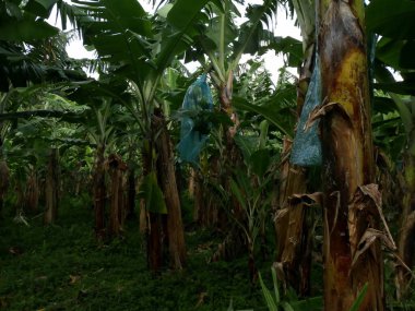 Guadeloupe 'daki muz tarlasında mavi plastik torbalarda meyveler korunuyor. Muz bahçeleri, tropik çiftlikler.