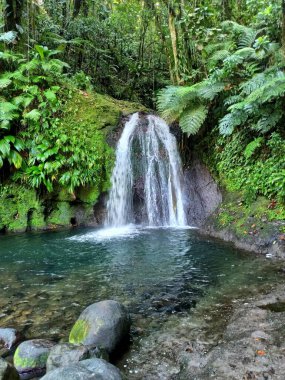 cascade des ecrevisses in the jungle in Basse Terre, Guadeloupe. Scenic caribbean waterfall with a blue pond clipart