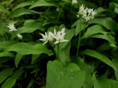 Bears garlic or wild garlic, white flower and green leaves, in april. Allium ursinum clipart