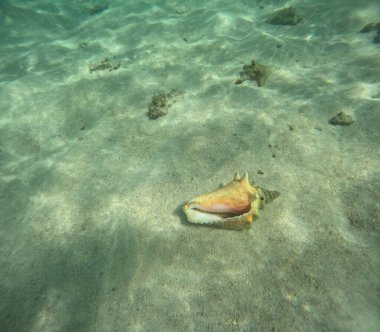 Kraliçe deniz kabuğu kumda, strombus gigas deniz yumuşakçaları Guadeloupe 'da. Deniz altı fotoğrafı.