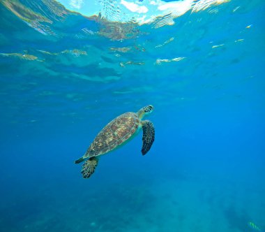 underwater photo of green sea turtle swimming to the surface to breathe, Chelonia mydas in Guadeloupe. Caribbean sea wildlife clipart