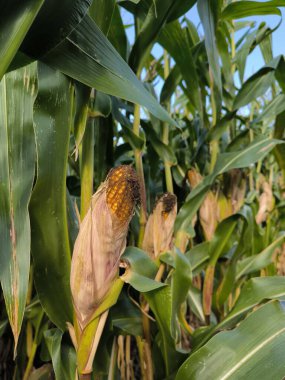 Hasattan önce mısır tarlasında mısır. Sonbaharda tarlada kabuklu ve ipekli mısır koçanı