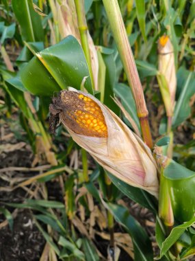 Hasattan önce mısır tarlasında mısır. Sonbaharda tarlada kabuklu ve ipekli mısır koçanı.