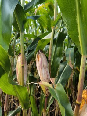Hasattan önce mısır tarlasında mısır. Ekim 'de tarlada kabuklu ve ipekli mısır koçanı.