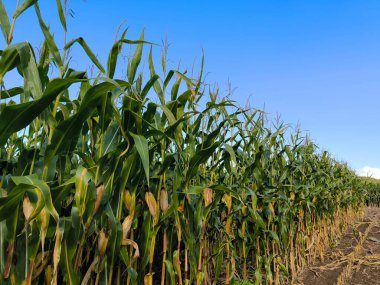 full grown corn plants in a field in autumn, before harvest. Maize agriculture farmland clipart