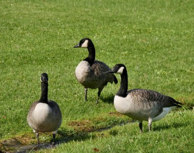 Fransa 'da, Haut de Seine' deki halk parkında üç Kanadalı kaz. Brenta canadensis, Avrupa 'da istilacı davranışları olan bir haşere türüdür. Şehir yaban hayatı