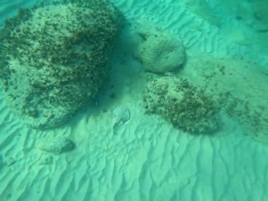 Karayipler 'in elektrik ışını kumlu deniz tabanında daha az antille yüzüyor. Torpido balığı, deniz yaşamı. Narcine bancroftii