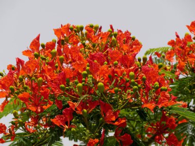 Guadeloupe 'da yaz mevsiminde Royal Poinciana' nın kırmızı çiçekleri. Delonix regia, çiçek açan tropik çiçek ağacı aynı zamanda orman alevi olarak da bilinir.