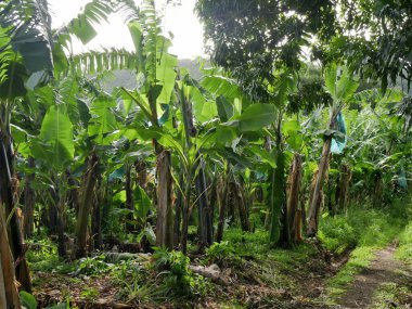 Karayipler 'in Guadeloupe adasındaki muz tarlasında. Tropik tarım ve meyve üretimi. Muz ekimi
