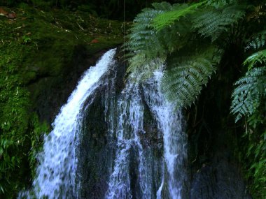 close up of cascade des ecrevisses, in Basse terre, Guadeloupe with fern leaves clipart