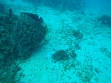 Guadeloupe 'daki Karayip Denizi' nde deniz tabanında yüzen yeşil deniz kaplumbağası, dev fıçı süngerleri ve mercan resiflerine yakın. Bir dalış sırasında denizaltı videosu