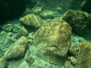 Guadeloupe, Aulostomus maculatus, uzatılmış tropikal balık