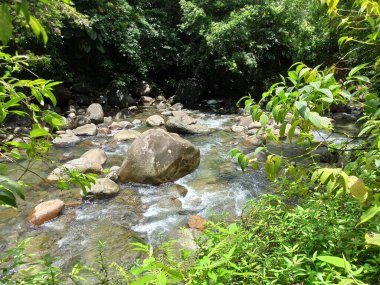 Basse Terre, Guadeloupe 'daki tropikal ormanda Corossol nehri, daha az antille doğa manzarası fotoğrafı.