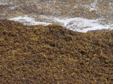 Kumsalda yosun istilası, yakın çekim ve Terre de Bas, les Saintes, Guadeloupe 'daki deniz kıyısında birikmiş kahverengi yosunların detayları.