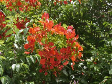 Alev ağacı ya da çiçek açmış Delonix regia, kırmızı çiçeklerle kapatın. Tropik çiçek açan ağaç