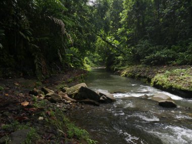 Lezarde 'nin nehir kıyısında Karayip ormanlarında Petit bourg, Guadeloupe' da