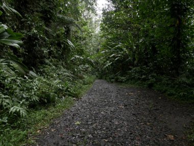 Dar bir toprak yol, yüksek ağaçlar, yemyeşil çalılar ve canlı otlarla çevrili, ılıman geniş yapraklı ve karışık bir ormanın yoğun bitki örtüsü boyunca esiyor.