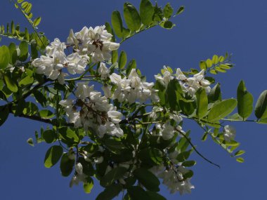 İlkbaharda çiçek açan ağaç dalları: robinia psödoacia ya da sahte akasya bitkisi bölümü