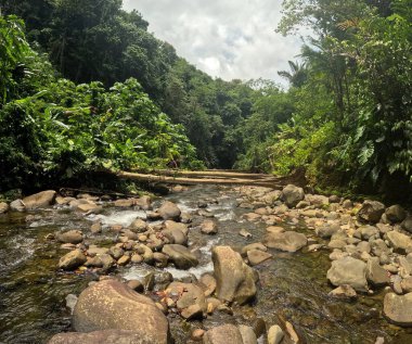 Riviere Moustique, Petit Bourg Guadeloupe 'daki nehir manzarası, yağmur ormanları.