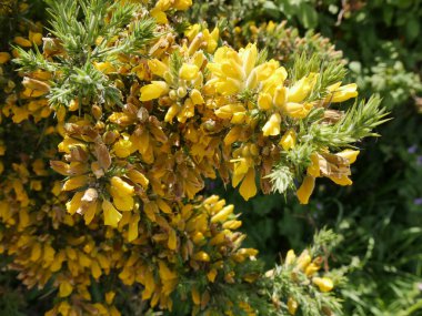 Sarı çiçekli Gorze bitkisinin etrafını kapatın. Ulex 'in yabani çalı