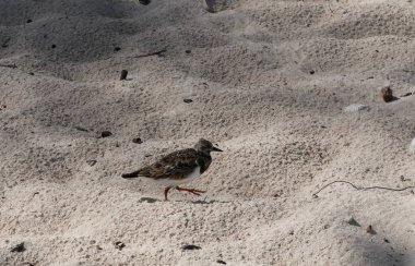 one ruddy turnstone bird foraging for food in sandy beach, arenaria interpres clipart