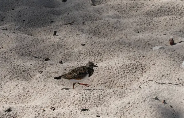 Arenaria, kumsalda yiyecek arayan lanet bir turnstone kuşu yorumluyor.