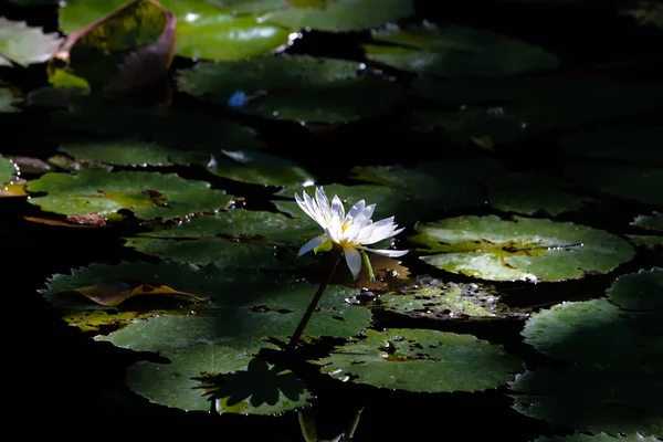 Flor Acuatica Cenote — Fotografia de Stock