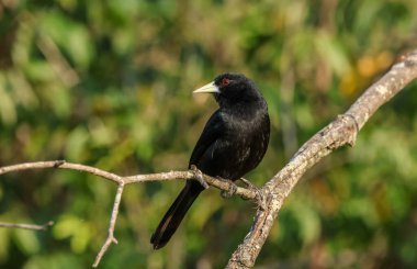 Formosa-Arjantin Kuşları