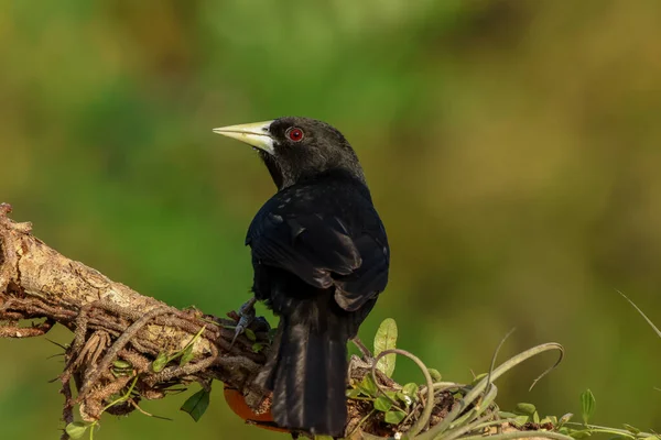 Птицы Провинции Формоза Аргентина — стоковое фото