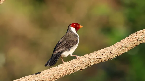 Aves Provincia Formosa Argentina — Foto de Stock