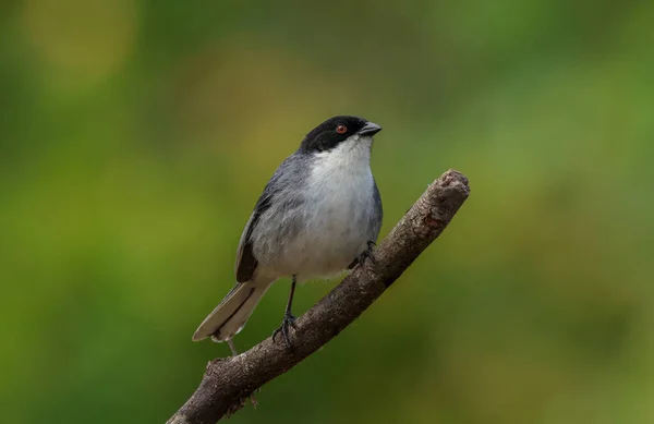 Uccelli Della Provincia Formosa Argentina — Foto Stock