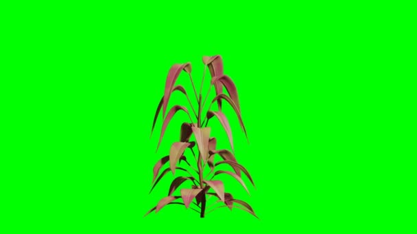 Plant Avec Feuilles Roses Oscillant Dans Vent Animation — Video
