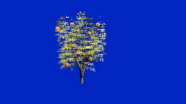 Pohon Buah Bergoyang Angin — Stok Video