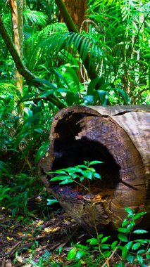 Yaşlı bir ağacın kütüğü. 