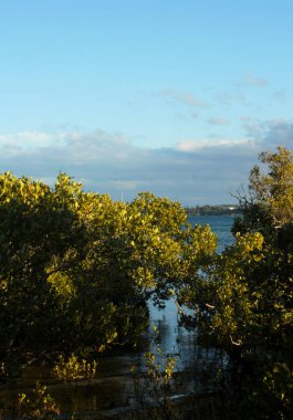 Mangrovların arasından adanın manzarası