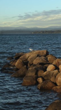 A bird watching the sunset