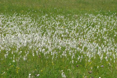 Çiçek ve çimen çayırı