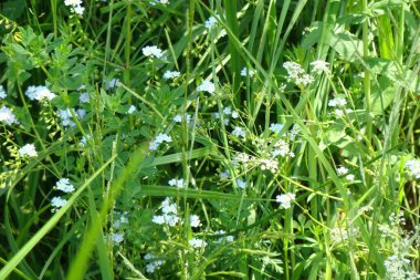 Bahçedeki güzel çiçekler