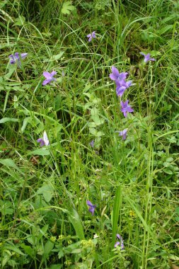 Bahçedeki güzel çiçekler