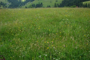 İlkbaharda çiçeklerle dağlarda çayırda.
