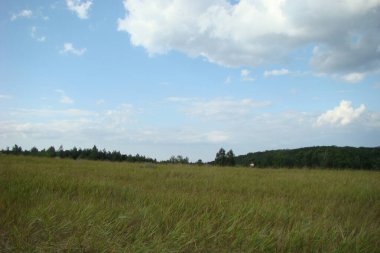 Çayırı ve ağaçları olan manzara, Ukrayna
