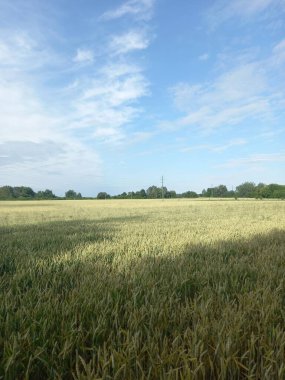 Kırsalda yeşil buğday tarlası